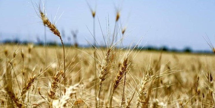 ۷۰ درصد کشتزارهای گندم گراش با آبیاری تحت فشار کشت شد